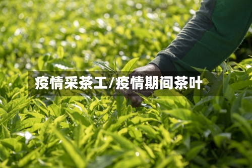 疫情采茶工/疫情期间茶叶