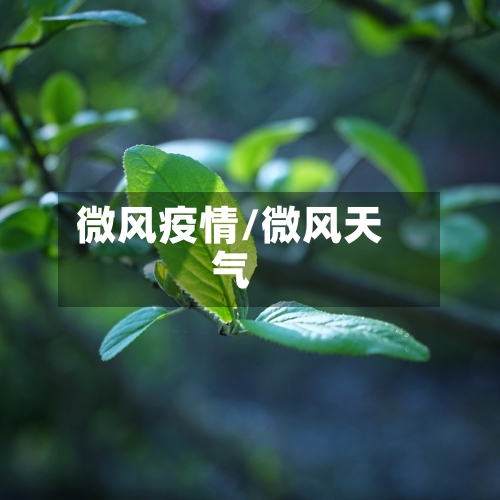 微风疫情/微风天气